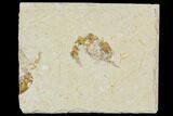 Cretaceous Fossil Shrimp - Lebanon #107673-1